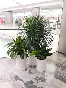 超值福利！北仑绿化养护，价格亲民超划算！